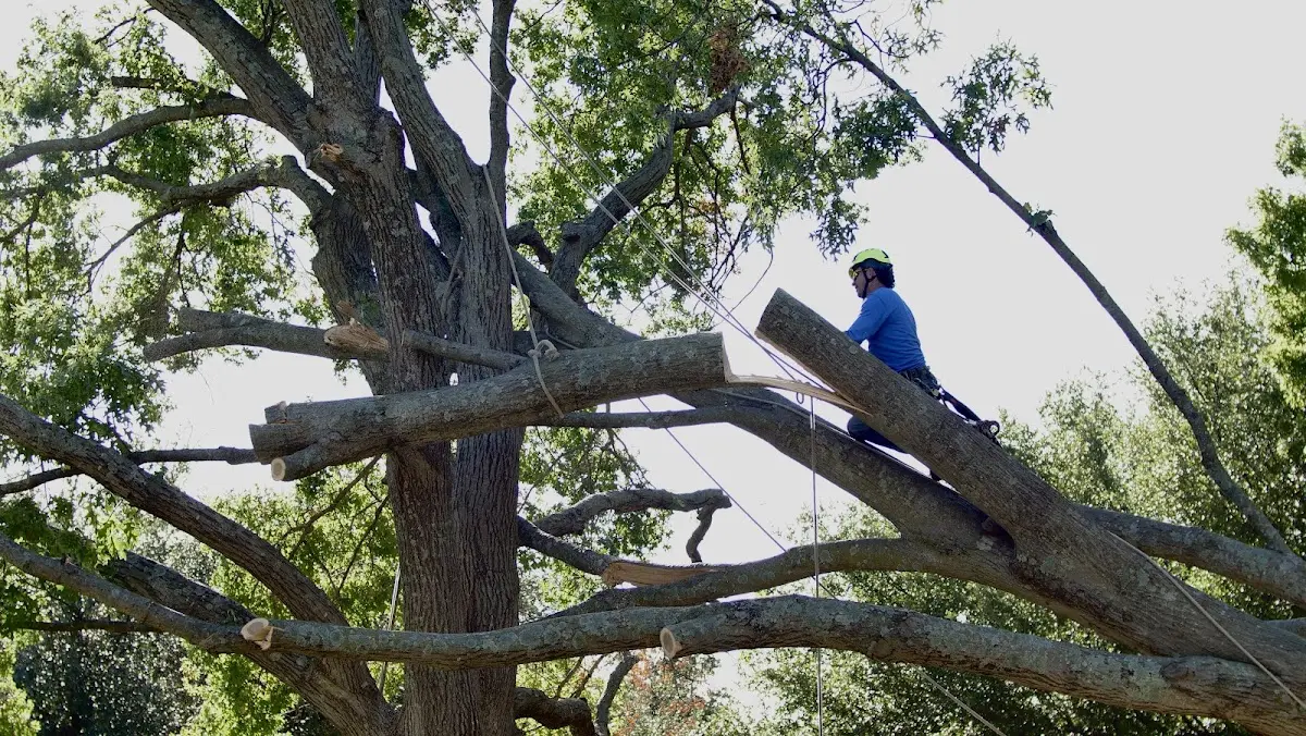 Professional Crown Thinning performed by certified arborists in Covel